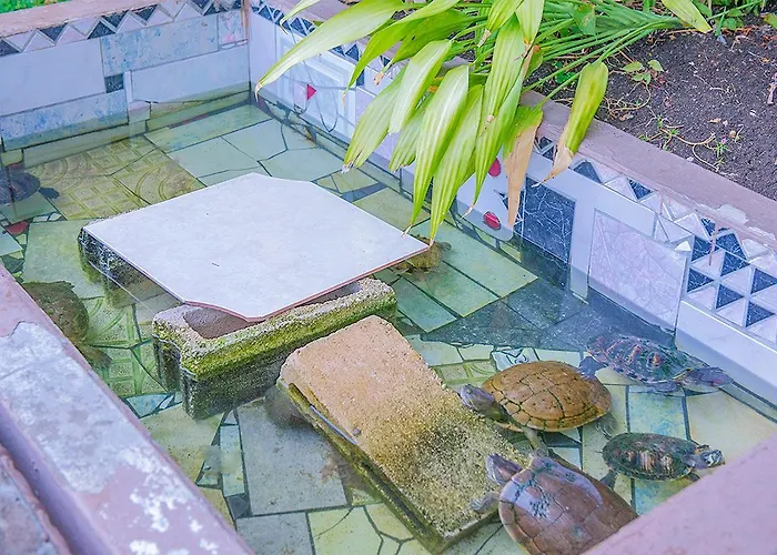Sword Fish Suite@ Turtle Towers
